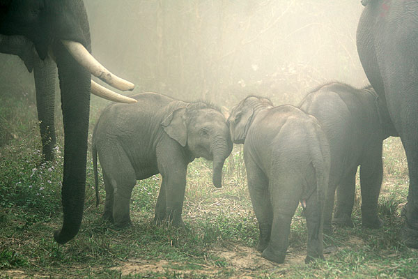 Ranní opar mezi slony